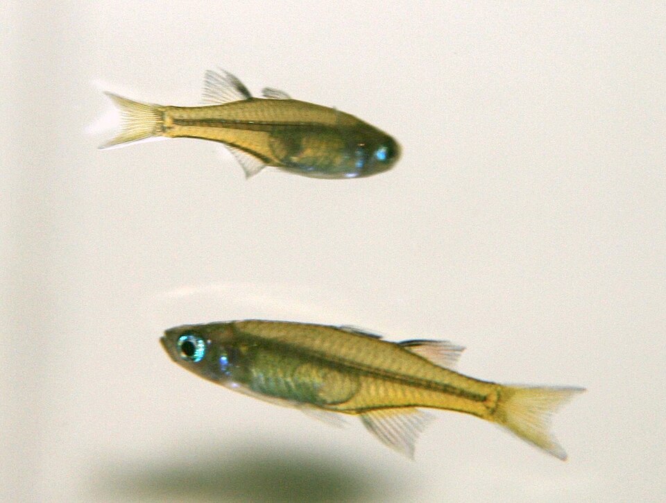 Pacific Blue-Eye