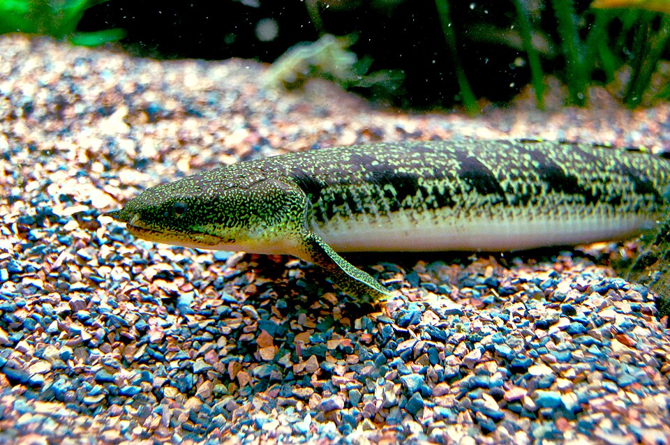 Barred Bichir