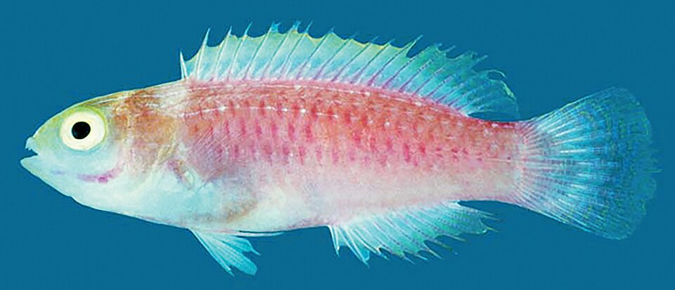 Fairy Wrasse