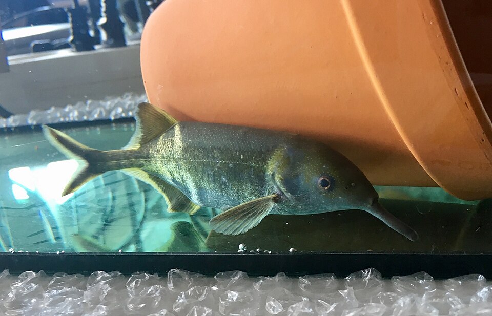 Elephant Nose Fish