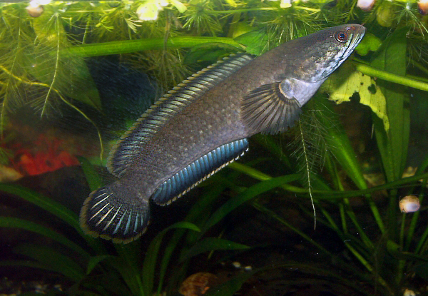 Dwarf Snakehead