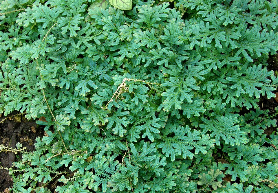 Selaginella Uncinata