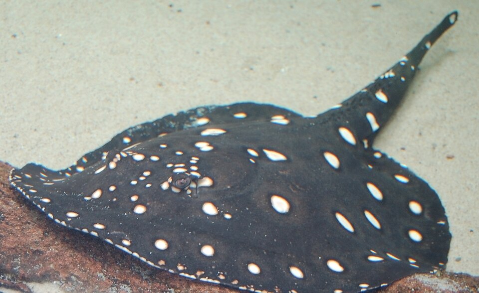 Black Devil Stingray