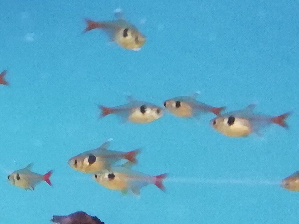 Yellow Phantom Tetra