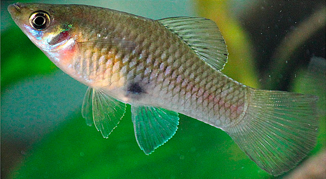 Merry Widow Livebearer