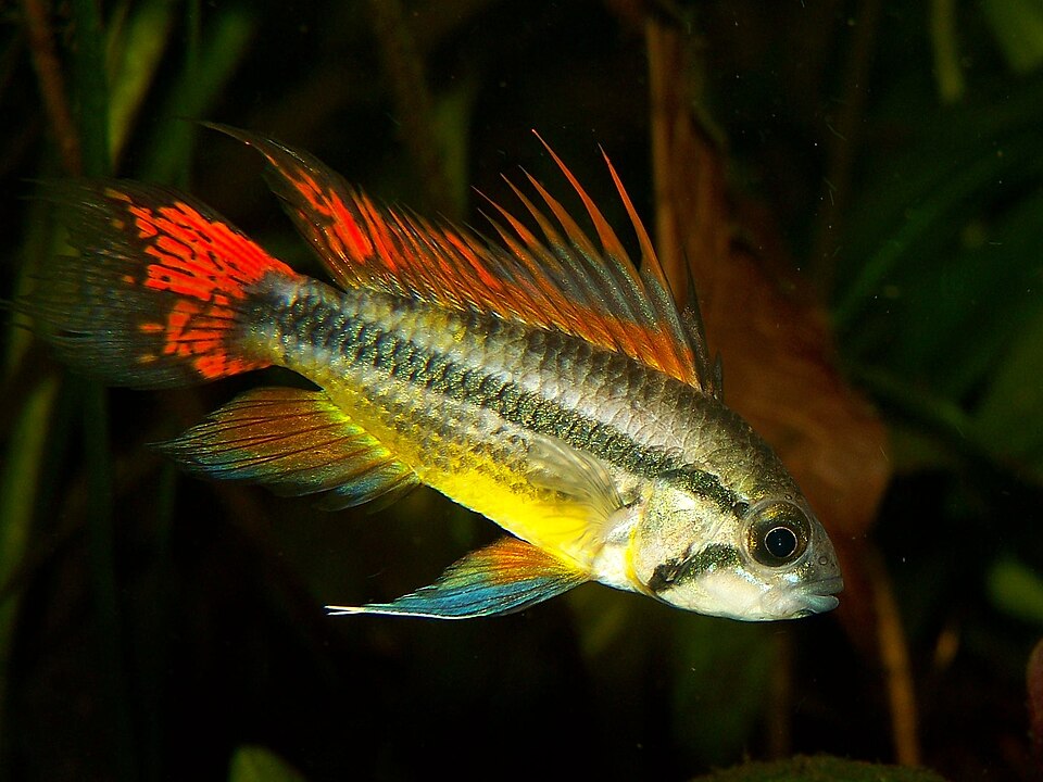 Cockatoo Cichlid