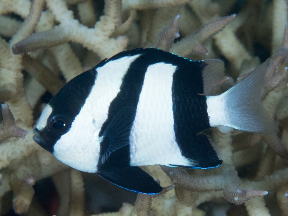 Three Stripe Damselfish