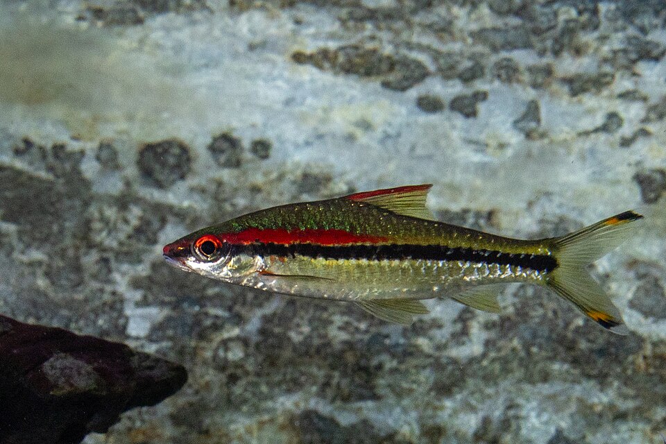 Redline Torpedo Barb
