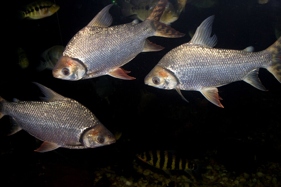 Kissing Prochilodus