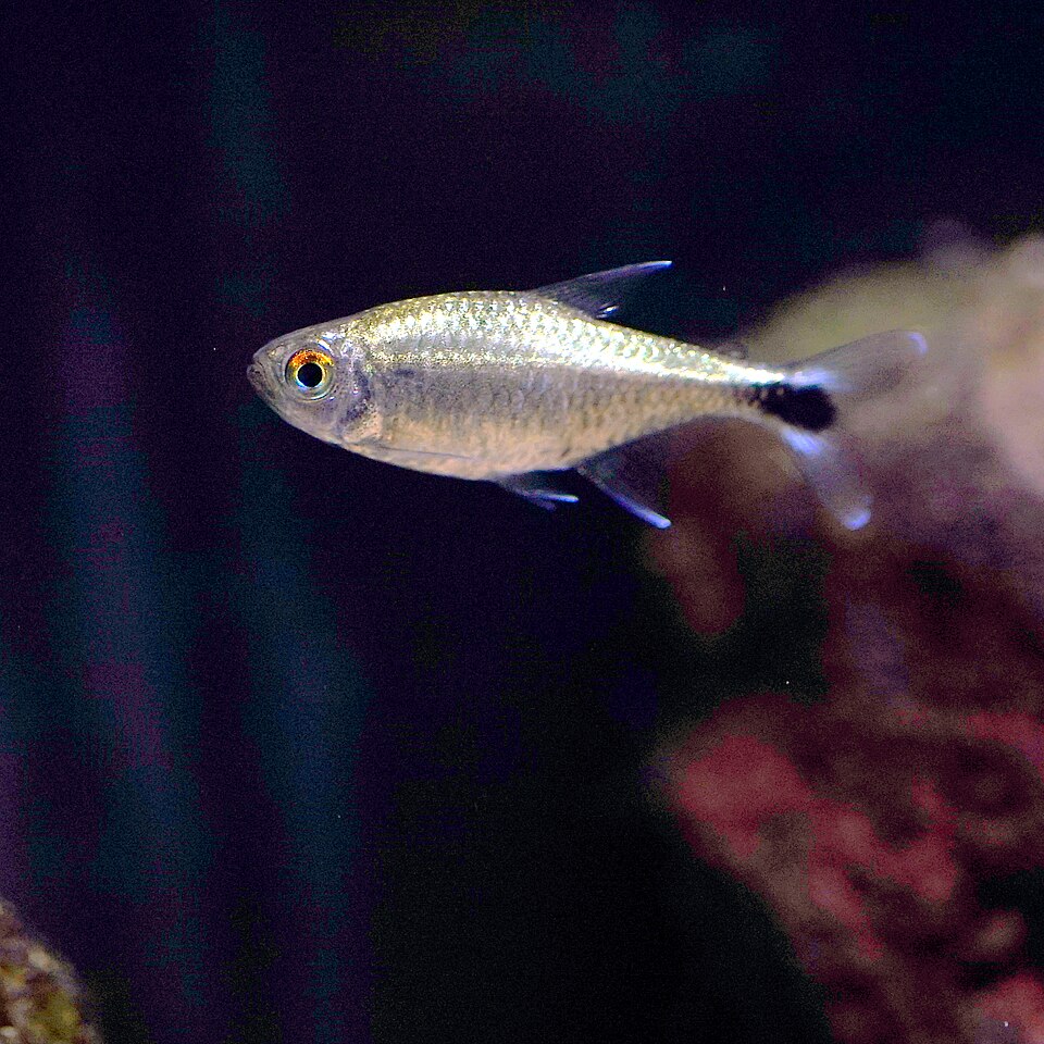 Golden Tetra