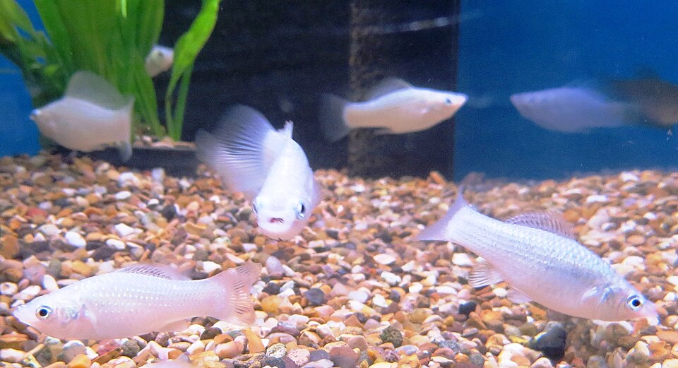 Dalmatian Molly