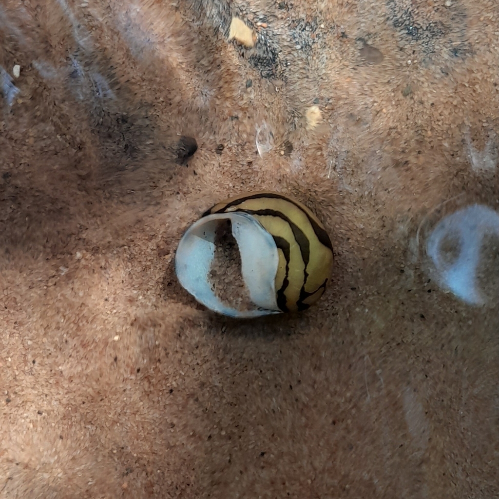 Zebra Nerite