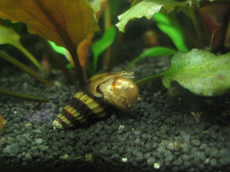 Assassin Snail