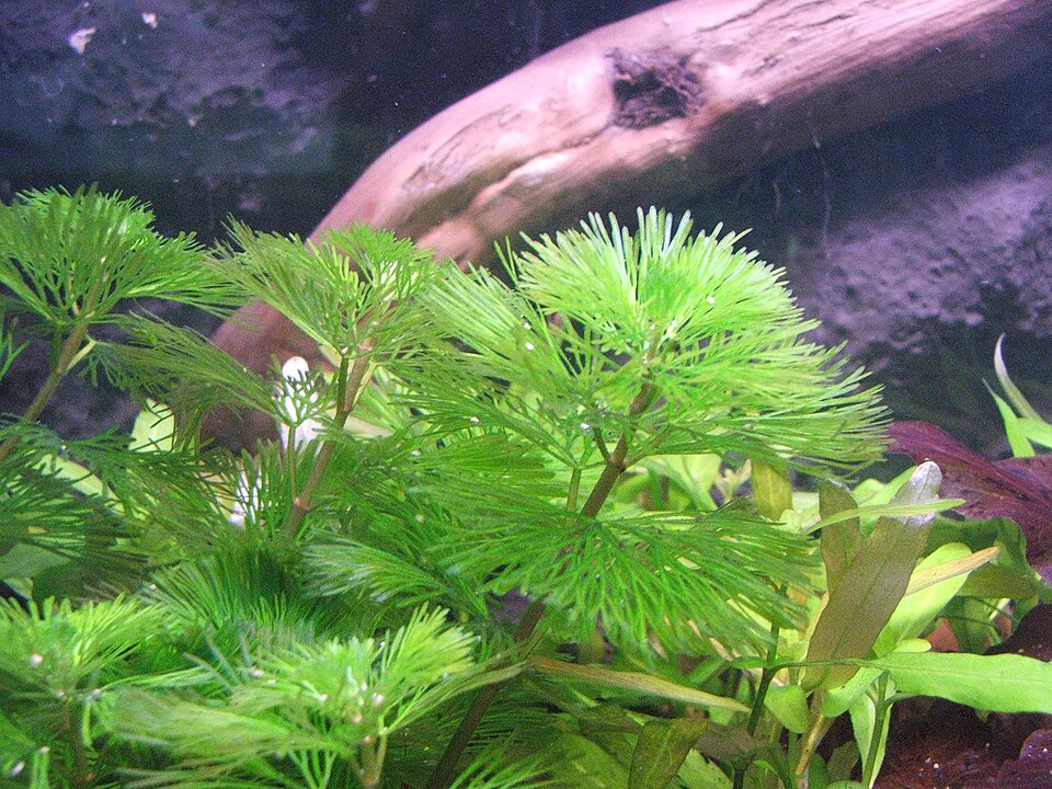 Cabomba Aquatica