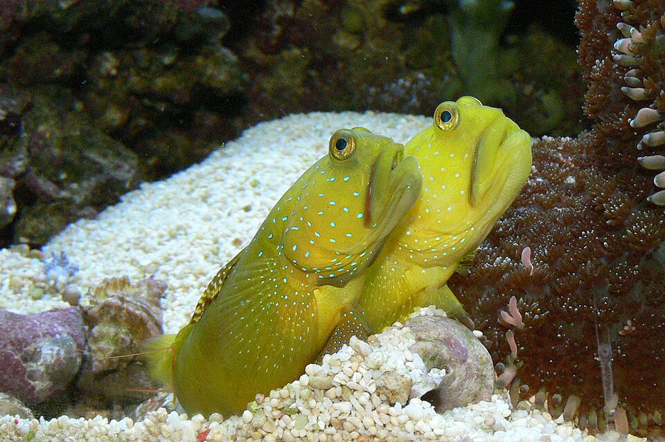 Watchman Goby