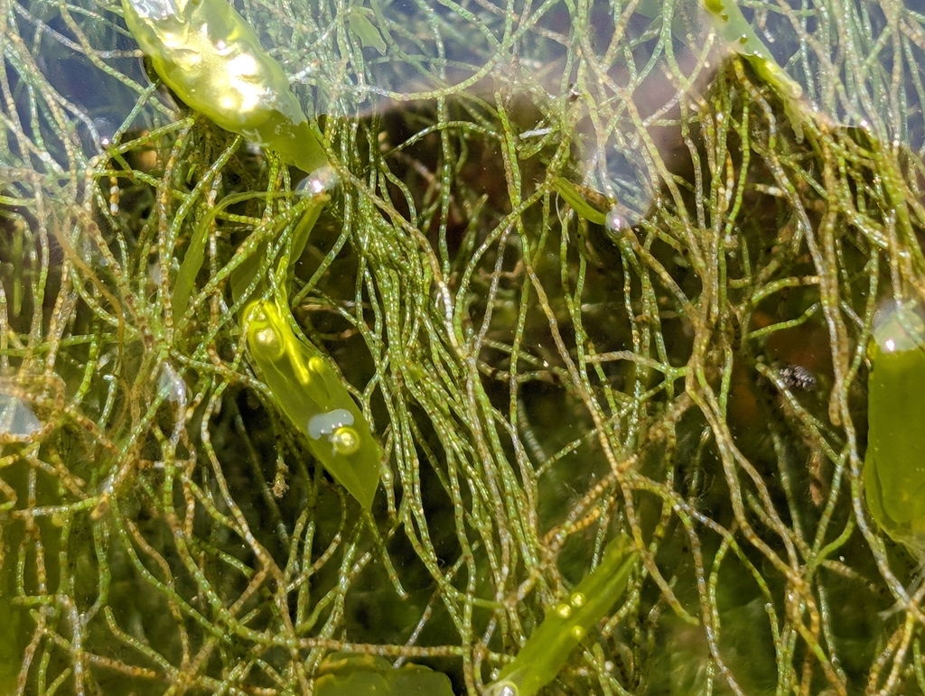 Chaeto (Chaetomorpha)