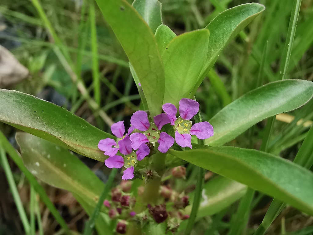 Ammannia Crassicaulis