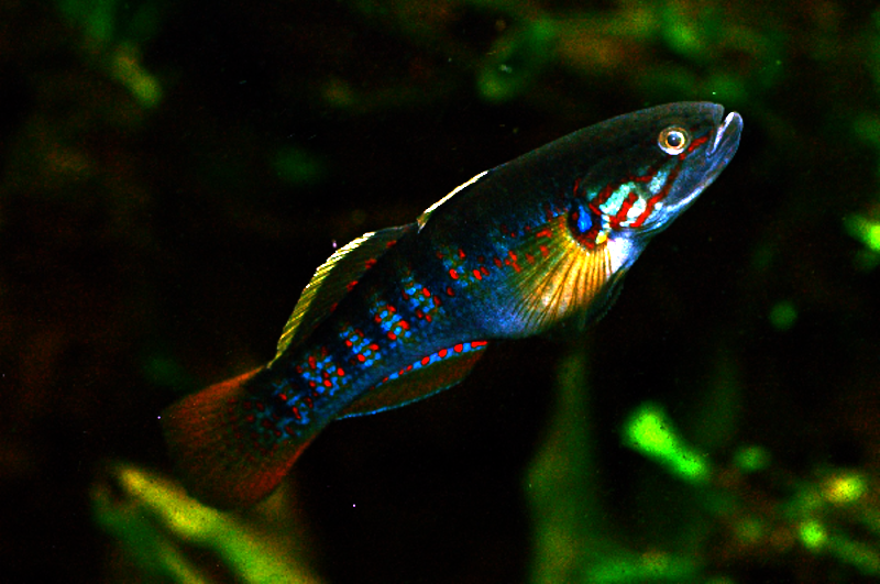 Purple Spotted Gudgeon