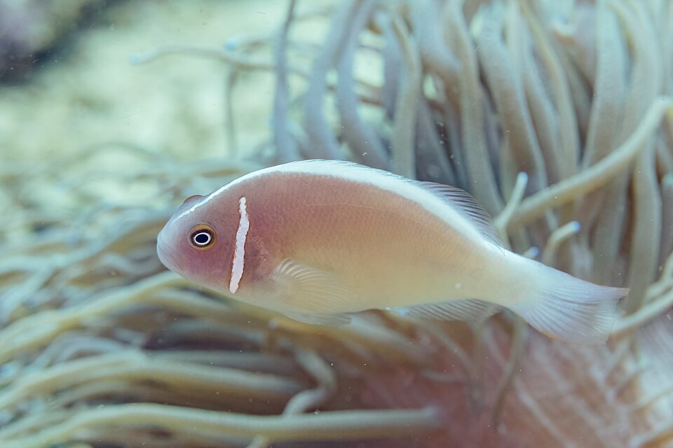 Pink Skunk Clownfish
