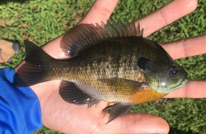 Bluegill Sunfish