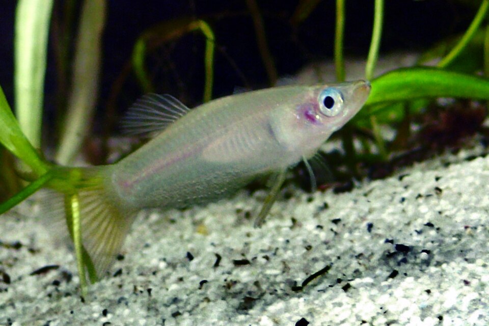 Knife Livebearer