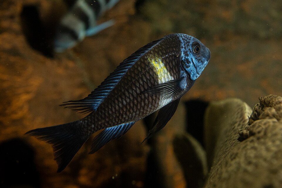 White-Spotted Cichlid