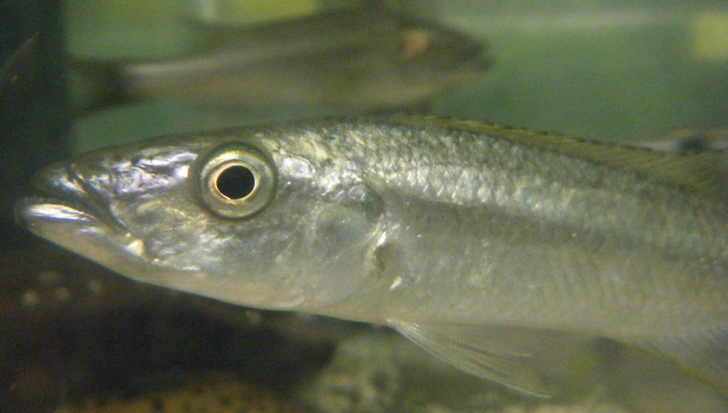 Malawi Barracuda