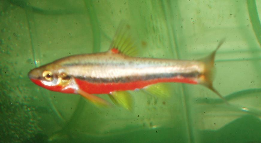 Southern Redbelly Dace