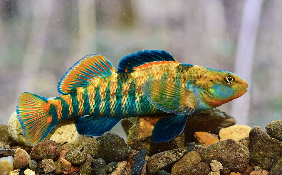 Rainbow Darter