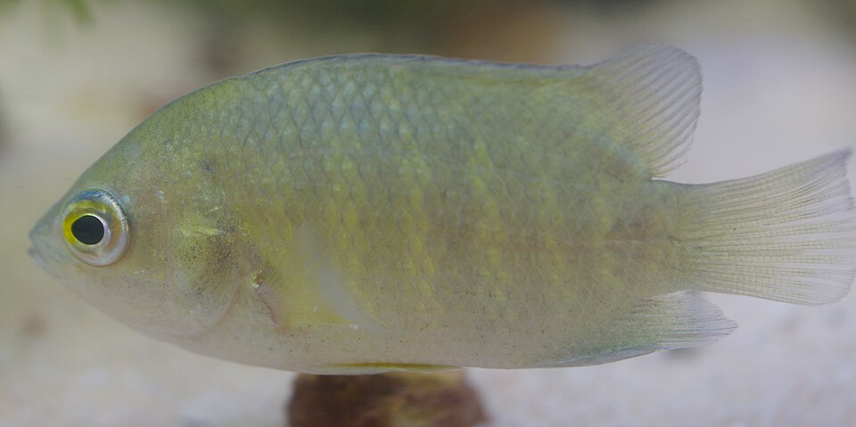 Malayan Leaf Fish