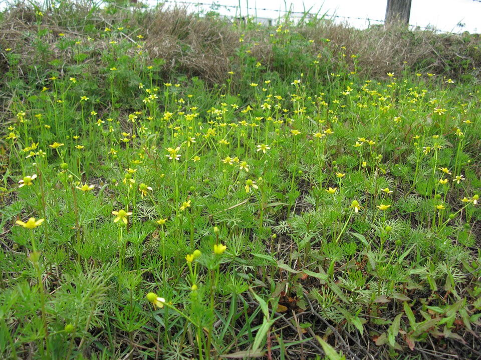 Ranunculus Inundatus