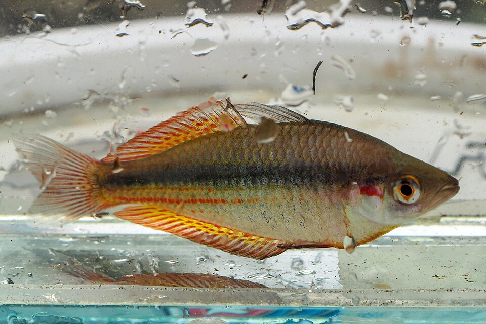 Duboulayi's Rainbowfish