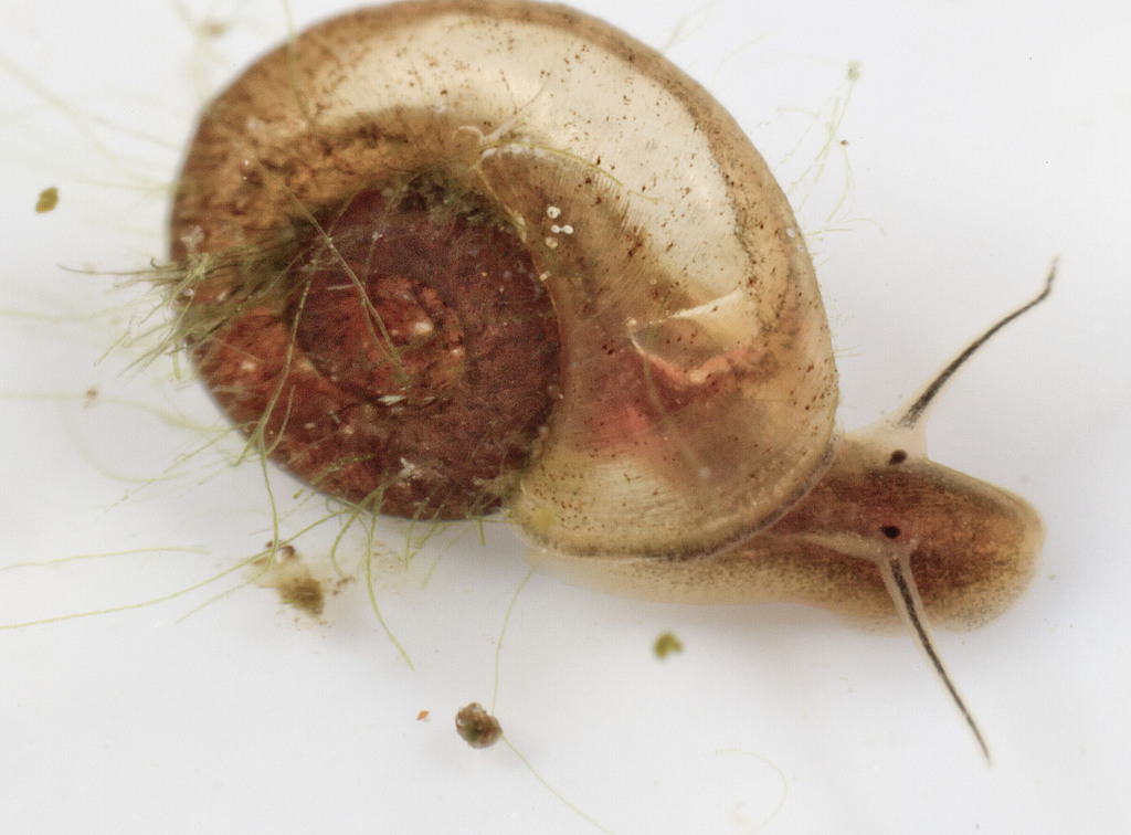 Ramshorn Snail