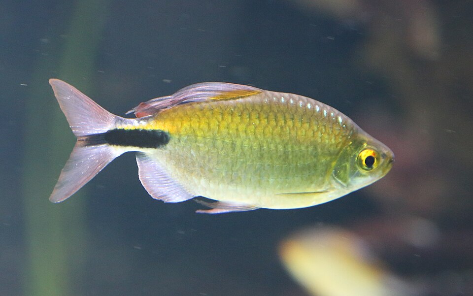 Long-Fin Tetra