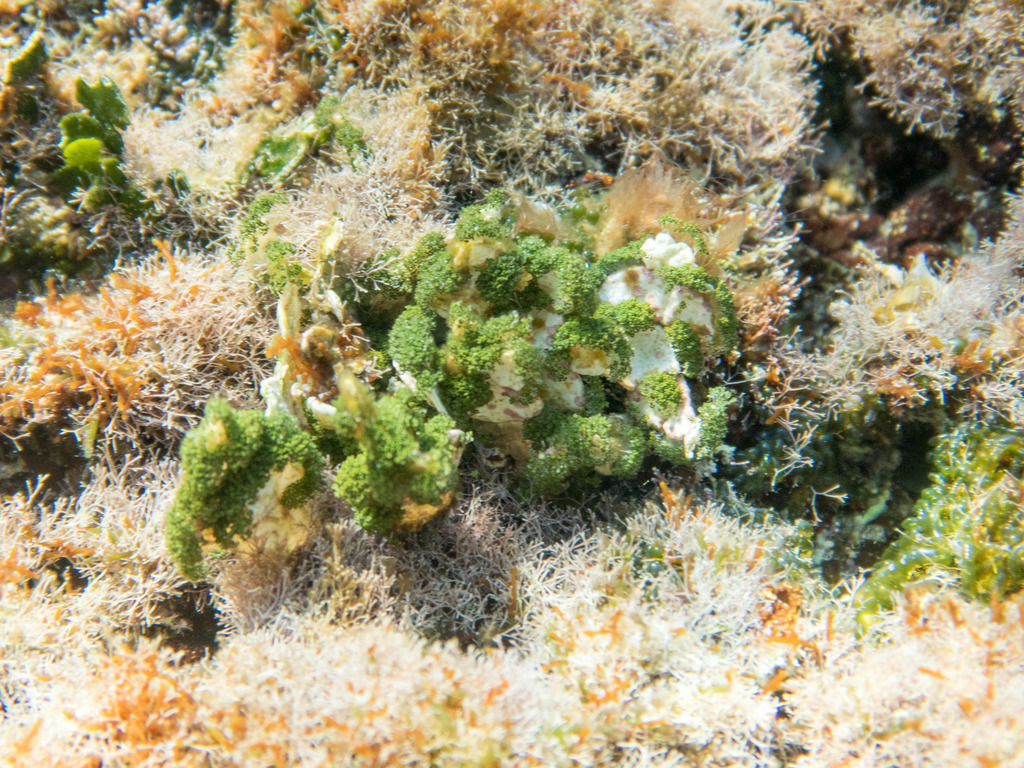 Halimeda