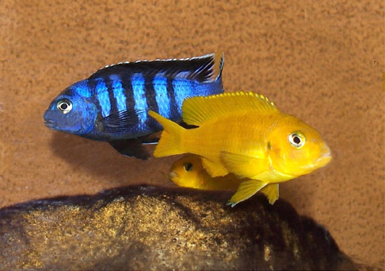 Saulosi Mbuna