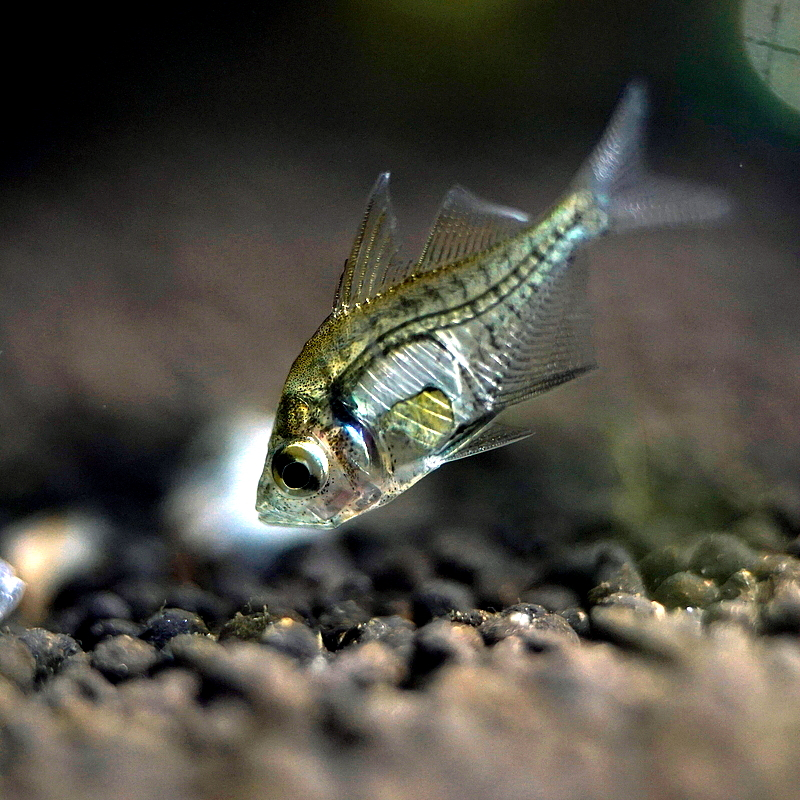 Indian Glassy Fish