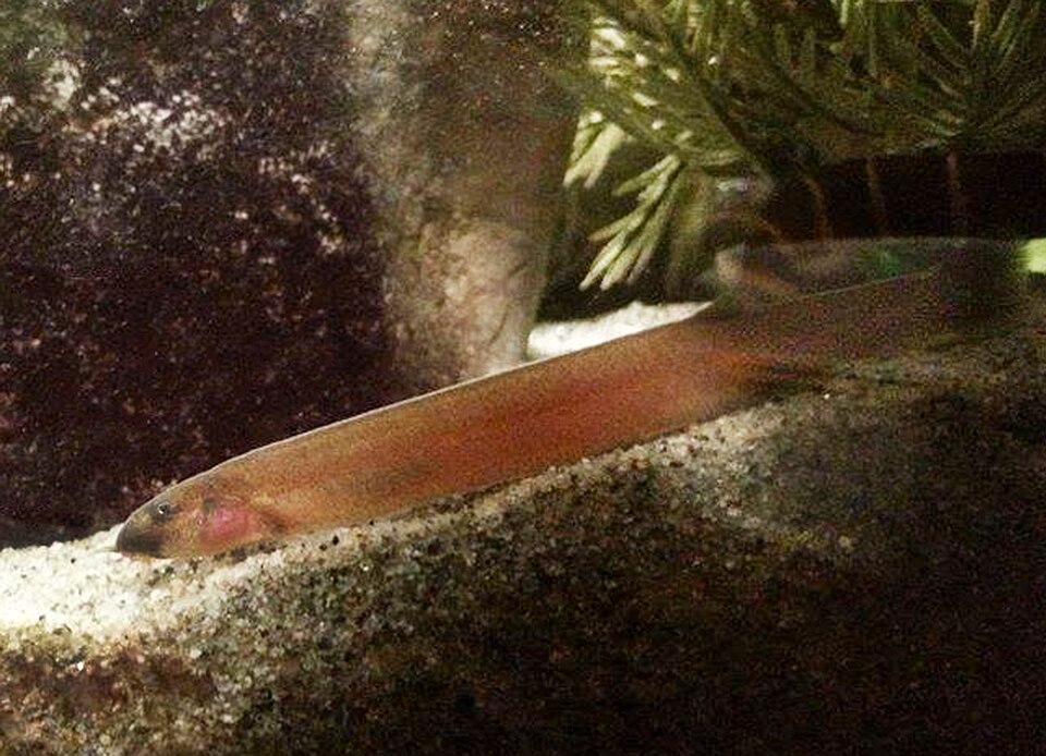 Java Loach