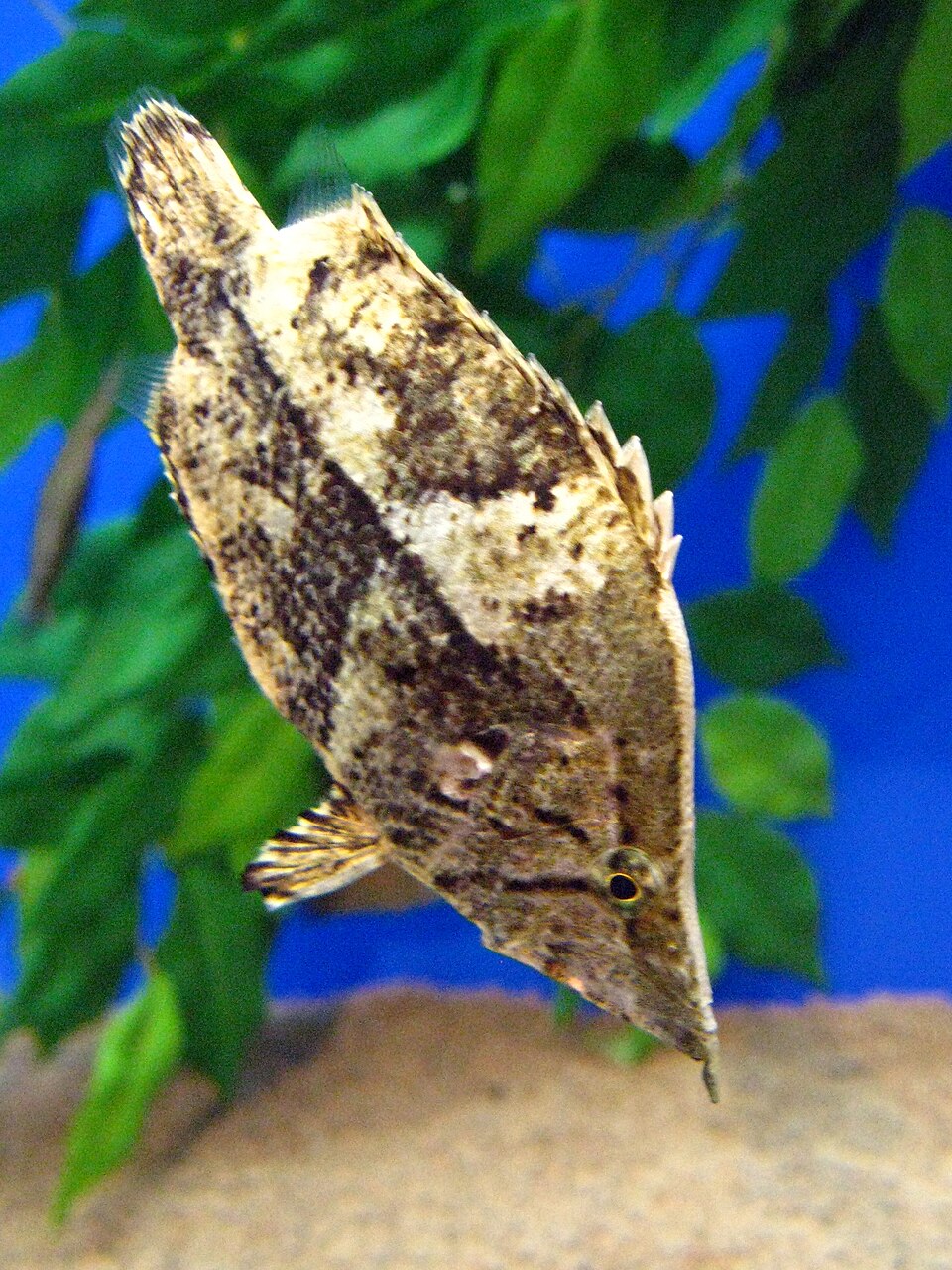 Amazon Leaf Fish