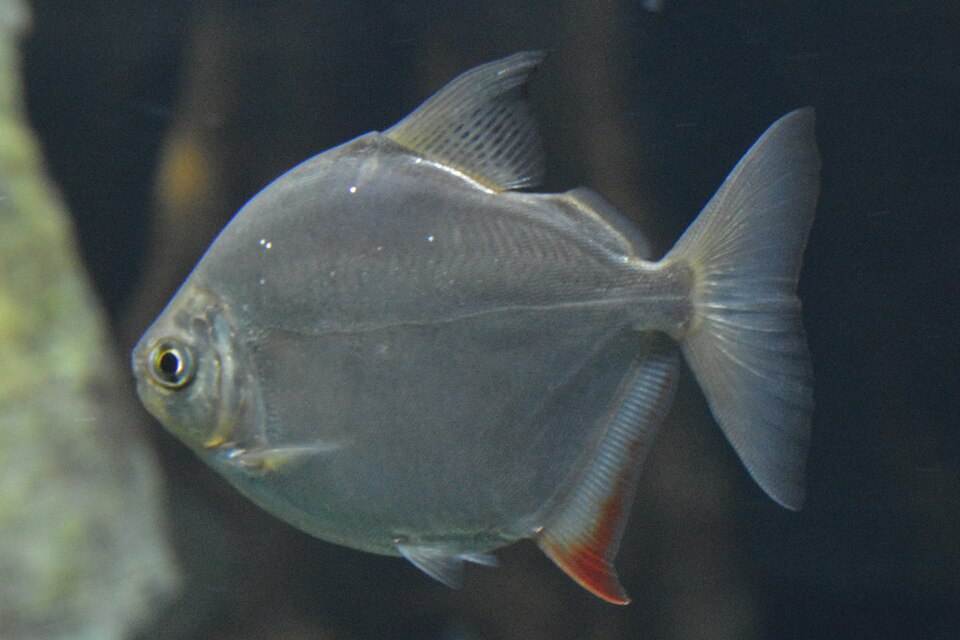 Silver Dollar