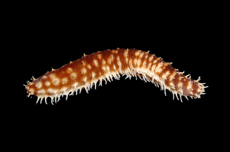 Sea Cucumber (Tiger Tail)