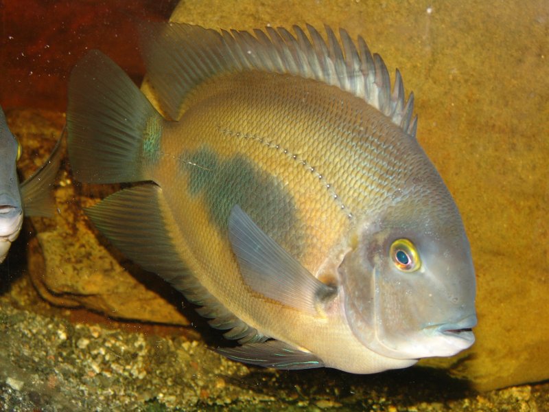 Uaru (Triangle Cichlid)
