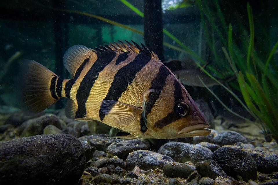 Indonesian Tigerfish