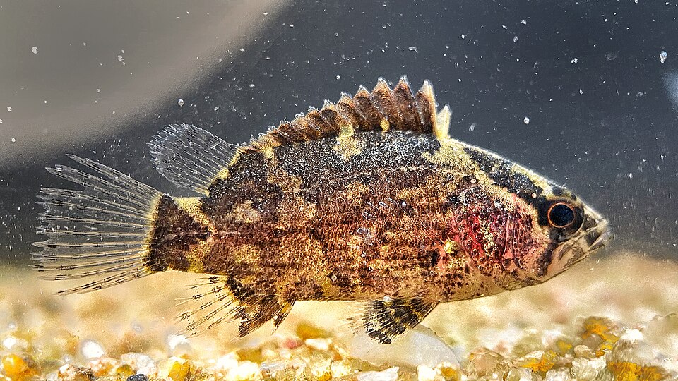 Bornean Leaf Fish