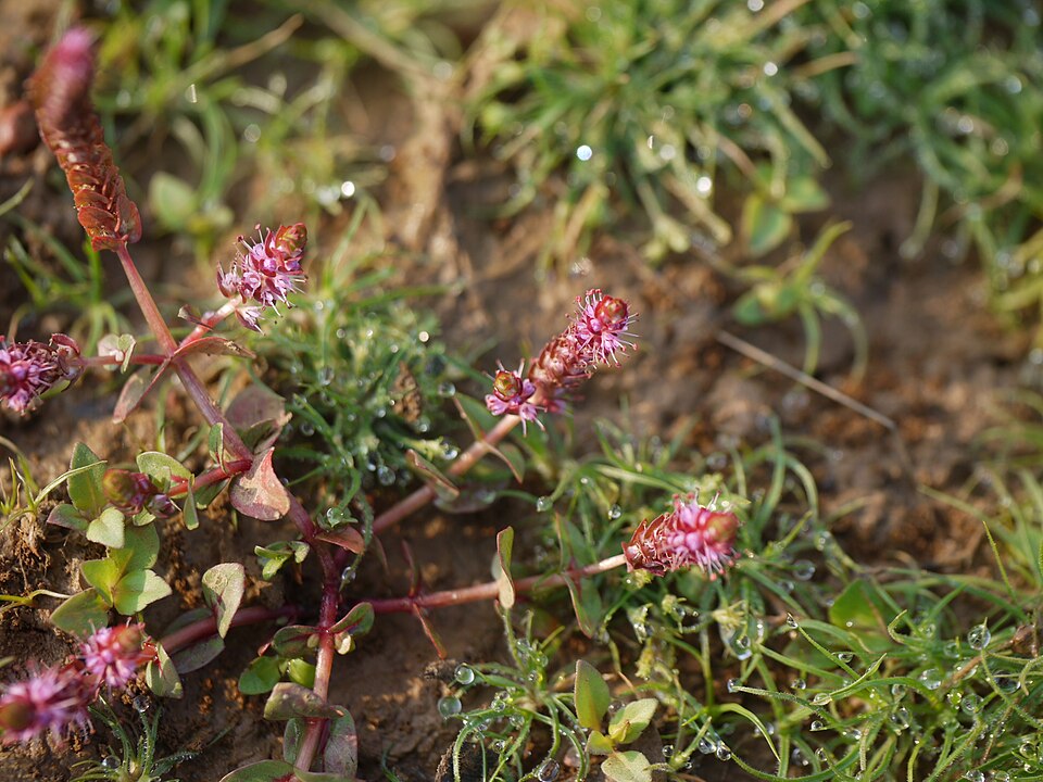 Rotala Macrandra