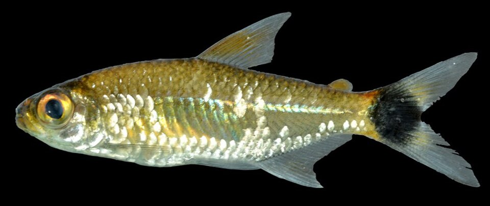 Ceros Tetra