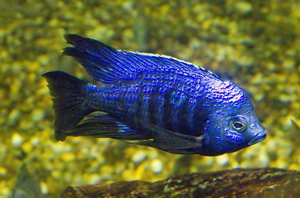 Azureus
