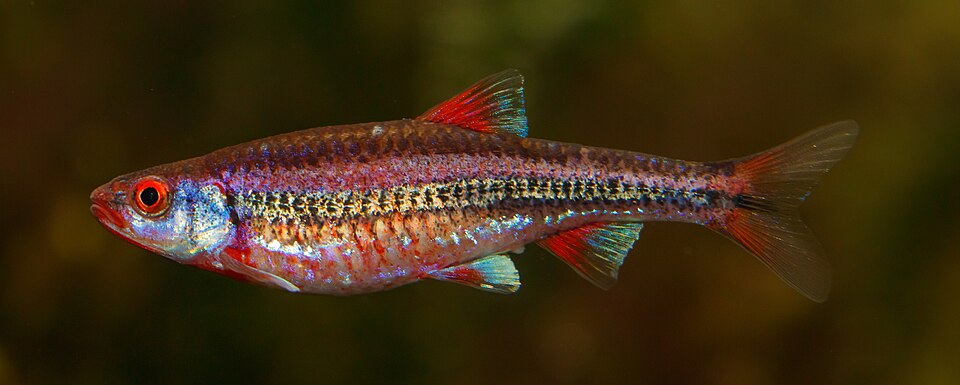 Rainbow Shiner