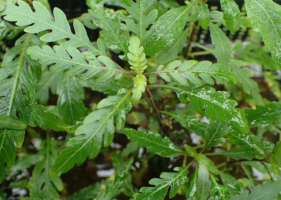 Hygrophila Pinnatifida