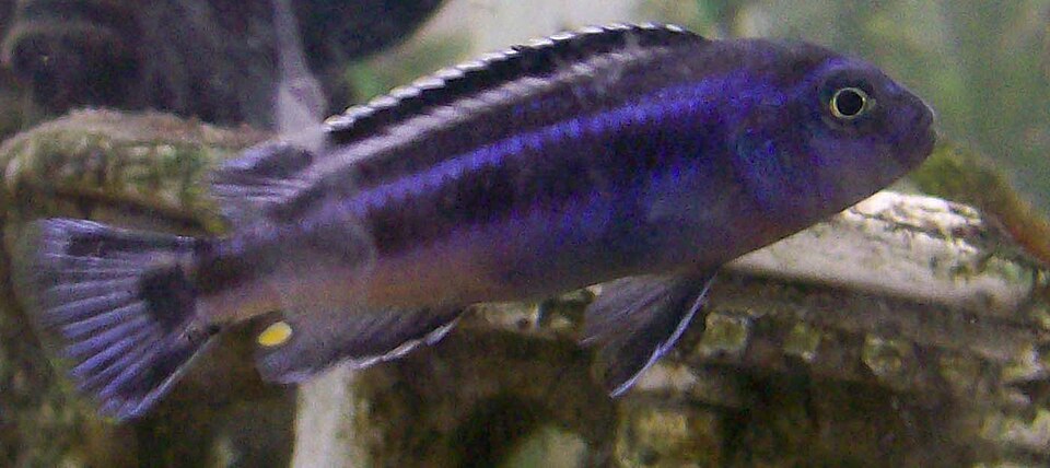 Johanni Cichlid